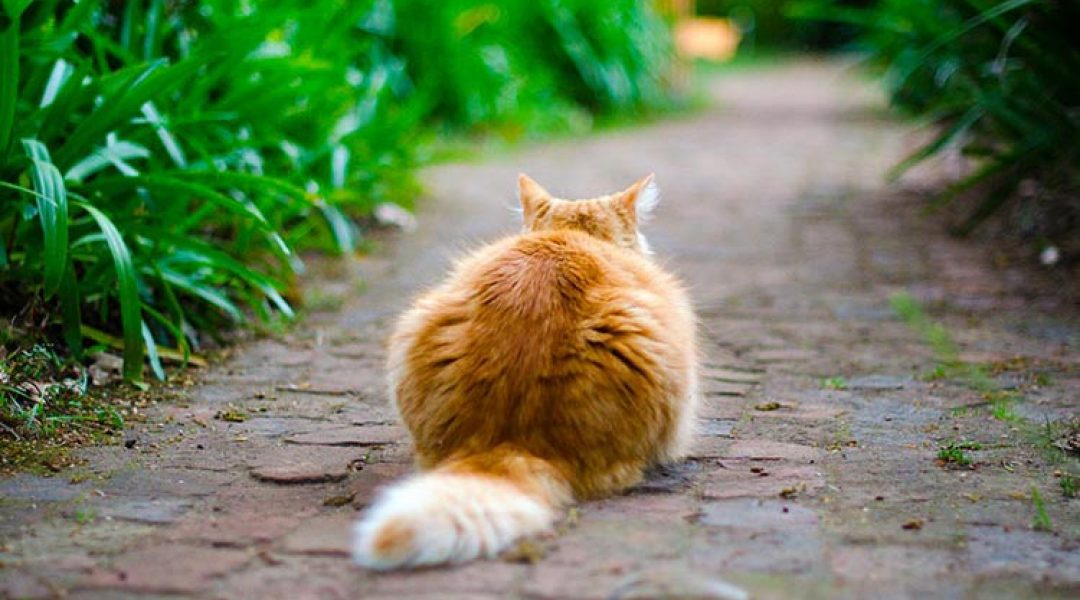Onderzoekers: katten ongecontroleerd buiten laten lopen, is tegen EU-regels