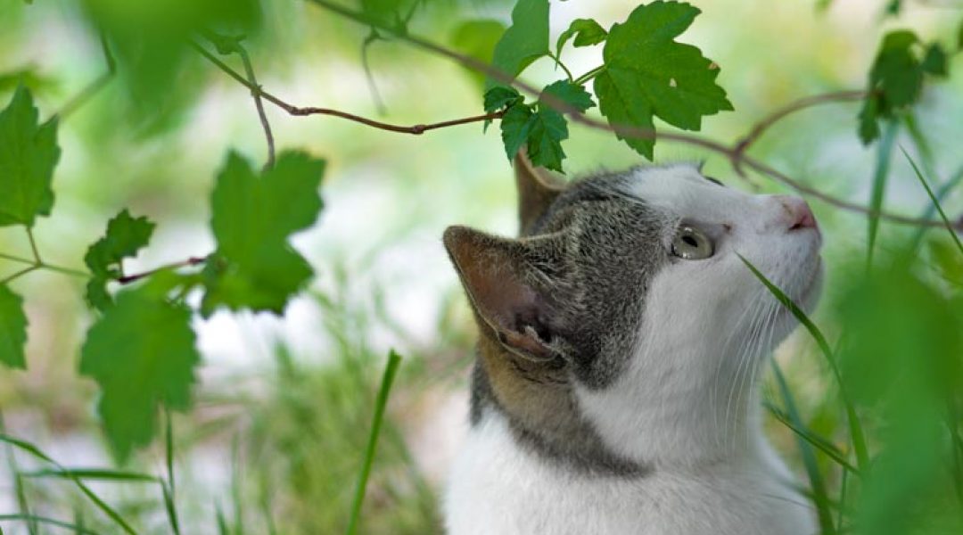 Katten gecontroleerd binnen én buiten houden? Zo doe je dat [PERSBERICHT]