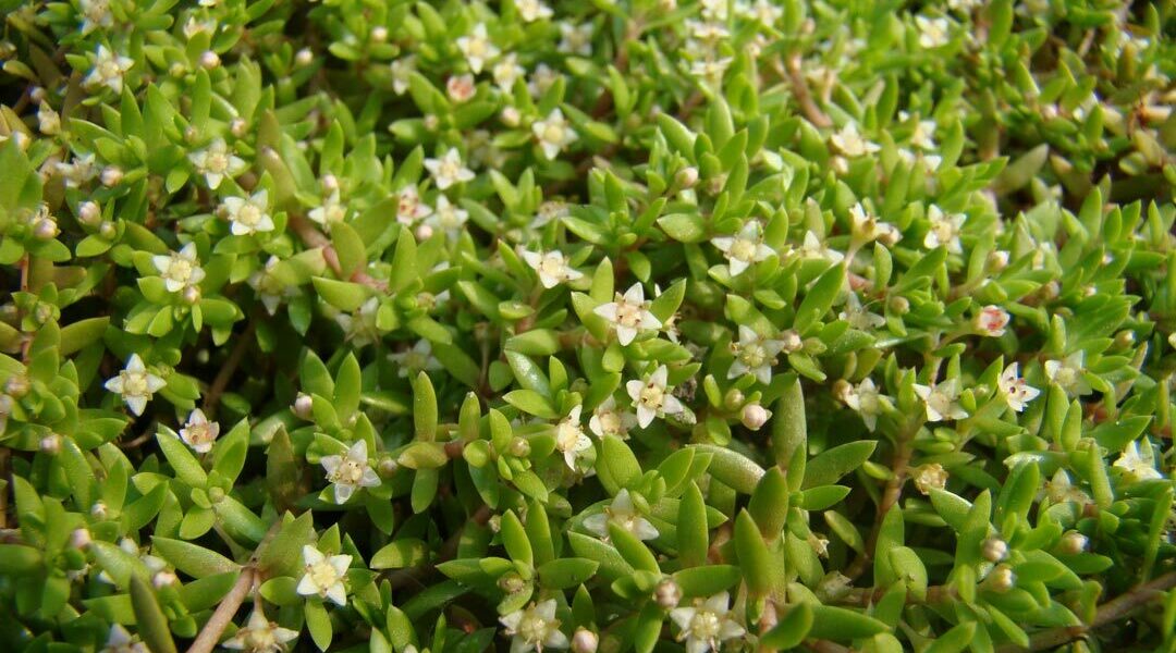 Watercrassula nu officieel verboden in Europese Unie