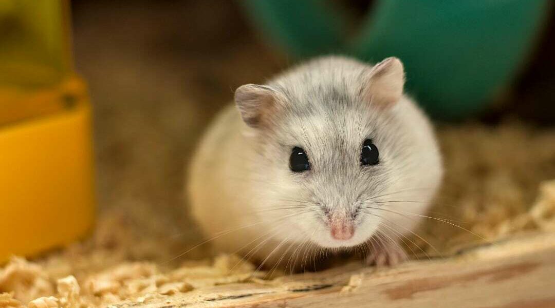 Beroep tegen Huis- en Hobbydierenlijst in juli voor de rechter