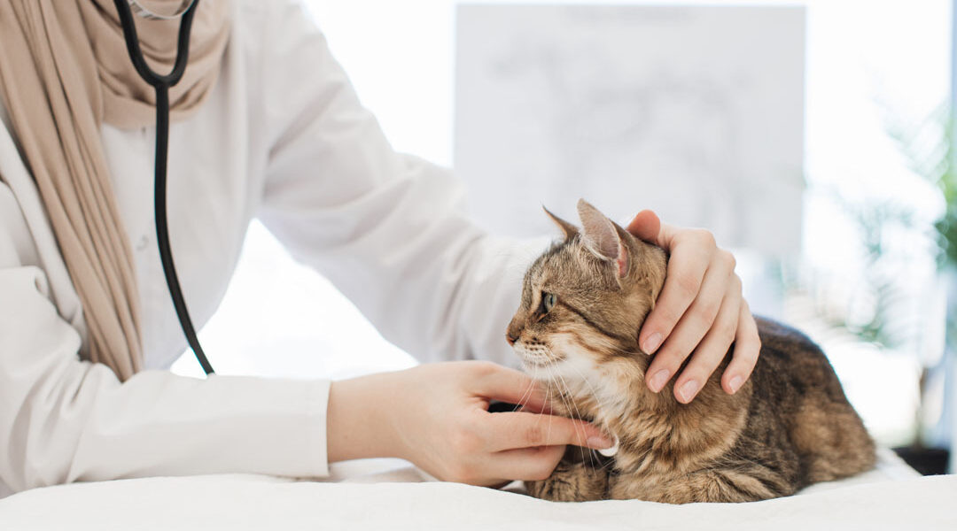 ACM: bescherm consument tegen hogere prijzen en overbehandeling dierenartsen